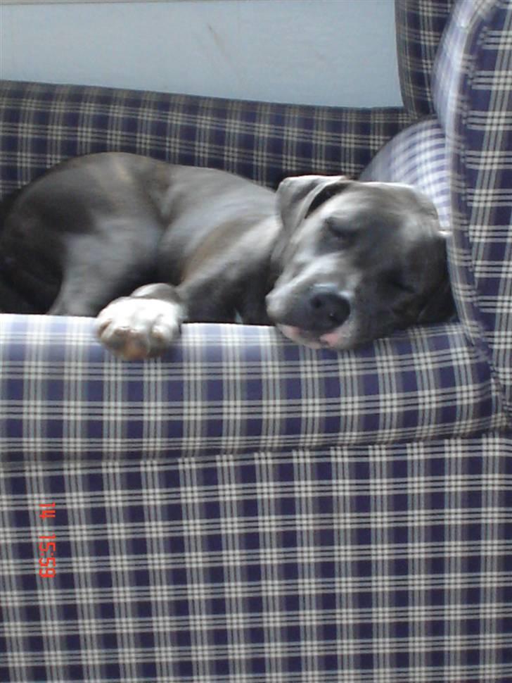 Blanding af racer Baby billede 12