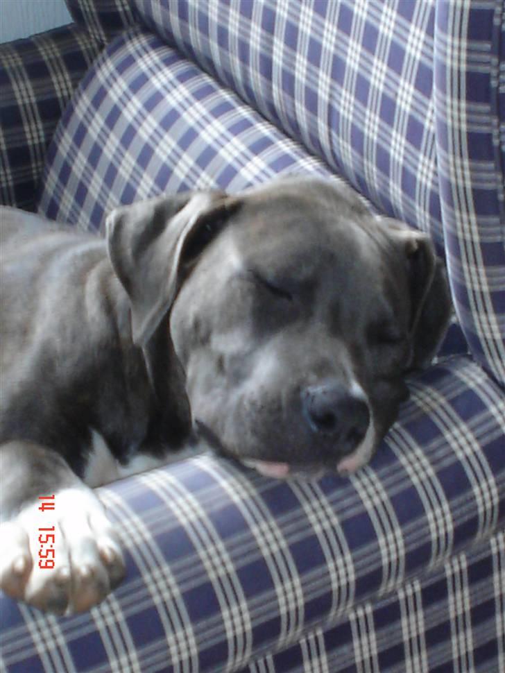 Blanding af racer Baby billede 13