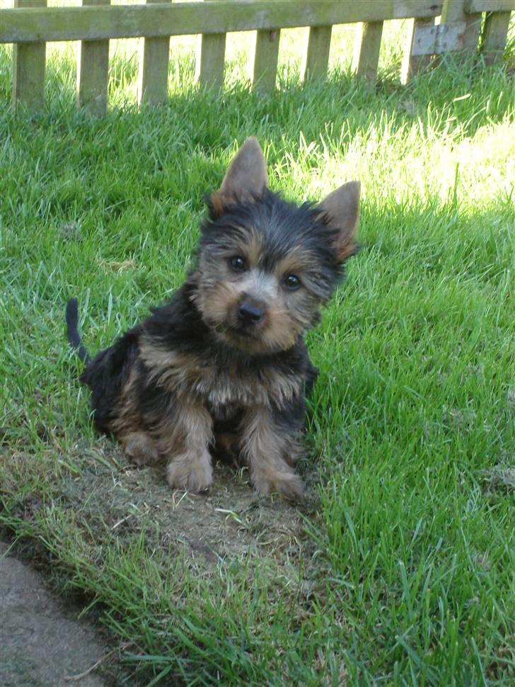 Australian silky terrier Miss Eloisee - Miss Eloisee billede 1