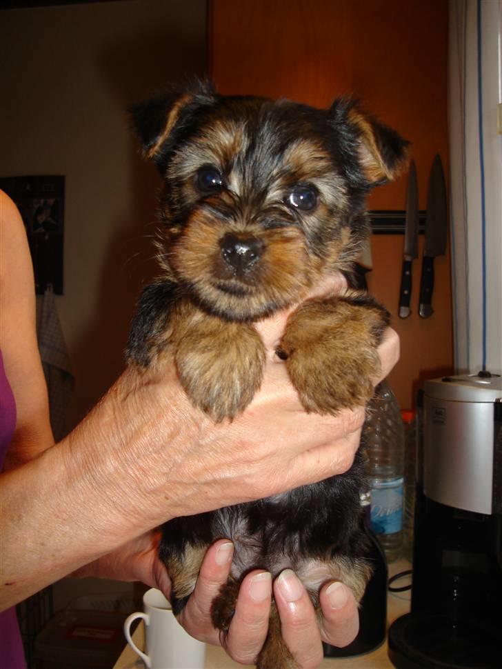 Australian silky terrier Miss Eloisee billede 2