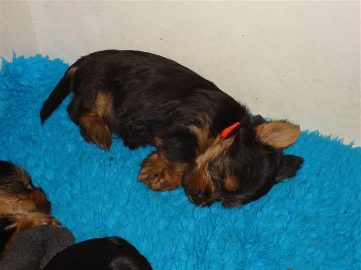 Australian silky terrier Miss Eloisee billede 3