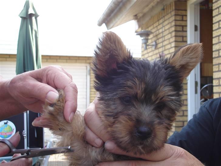 Australian silky terrier Miss Eloisee - Klippes for første gang billede 4