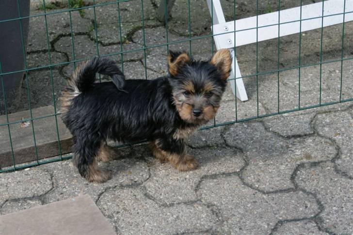 Australian silky terrier Miss Eloisee billede 5
