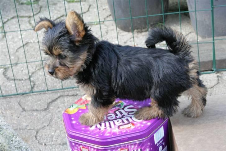 Australian silky terrier Miss Eloisee billede 6