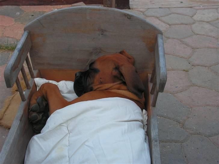 Boxer Yoko Ono billede 8