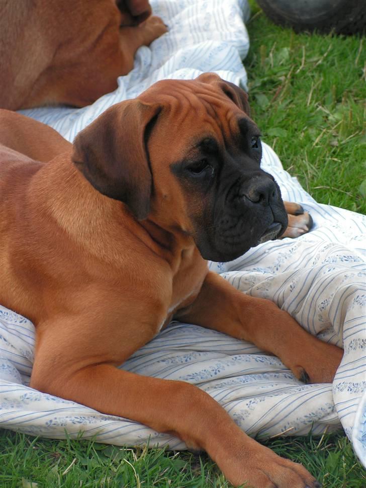 Boxer Yoko Ono billede 9