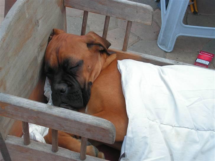 Boxer Yoko Ono billede 10