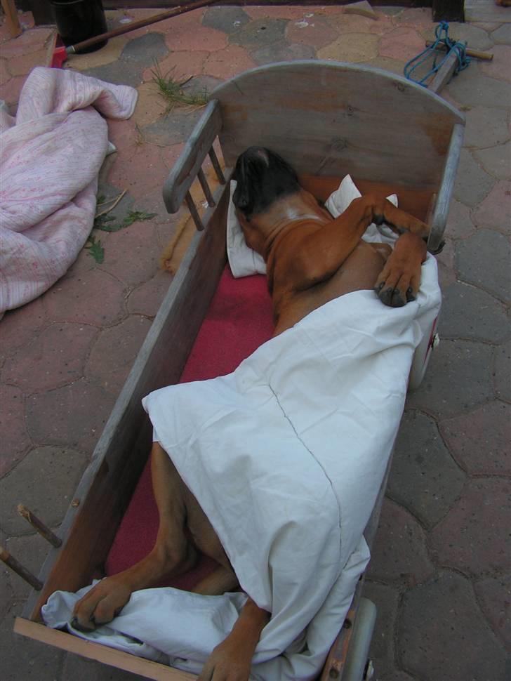 Boxer Yoko Ono billede 11