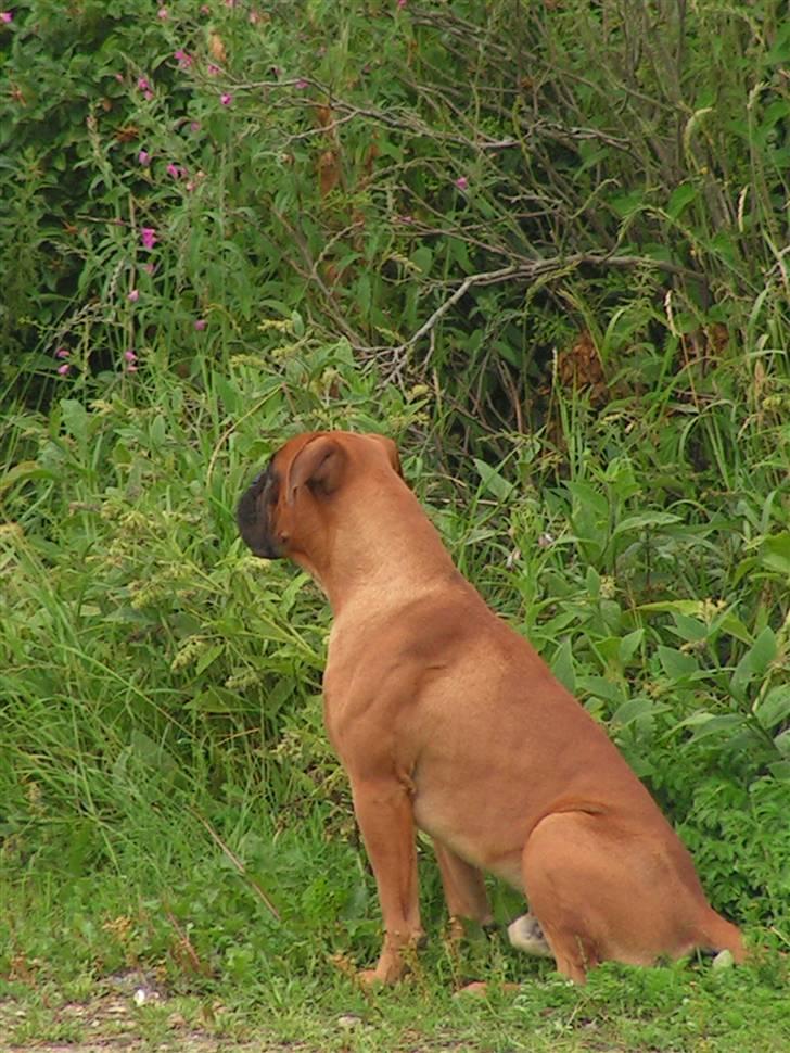 Boxer Lennon billede 10