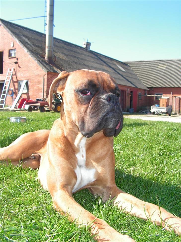 Boxer Lennon billede 11