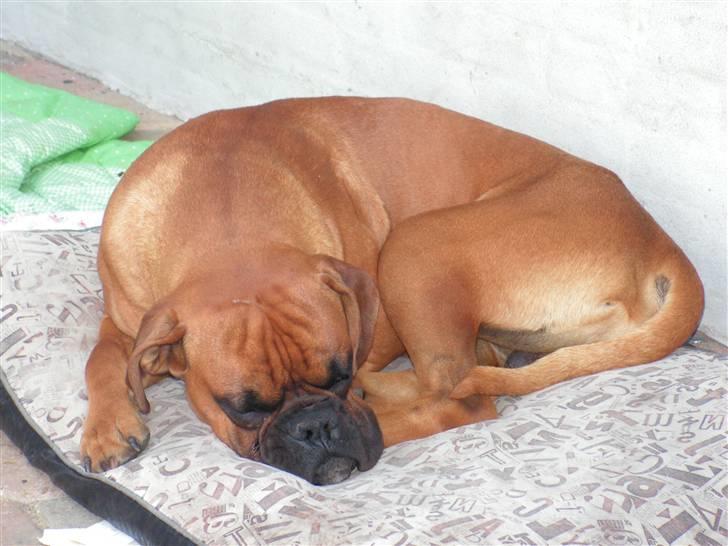 Boxer Lennon billede 12