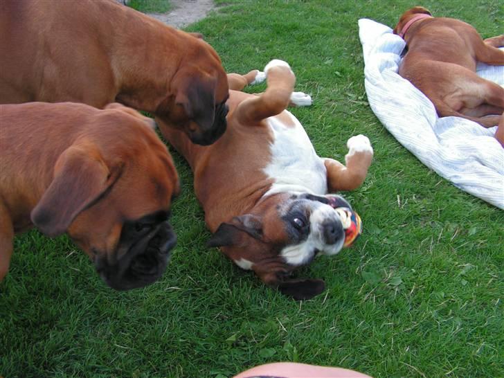 Boxer Lennon billede 13