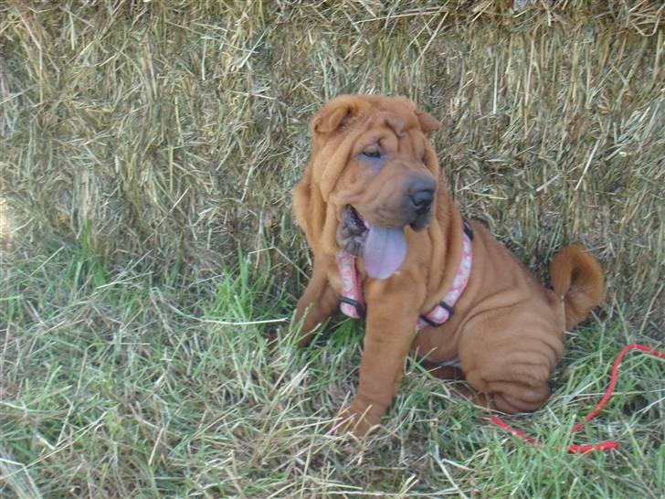 Shar pei Betty - HAALLØØØJJJ, her er jeg så, jeg hedder Betty billede 1
