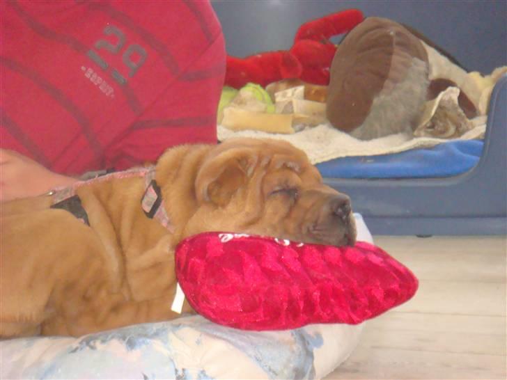 Shar pei Betty - uha, hvor er det hårdt at være til. Bare 12 uger gammel billede 2