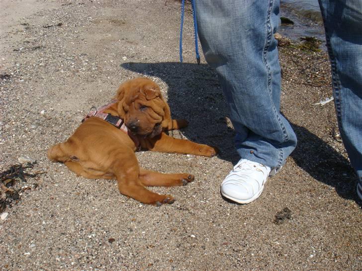 Shar pei Betty - tager lige en slapper her på stranden ved min fars ben billede 3