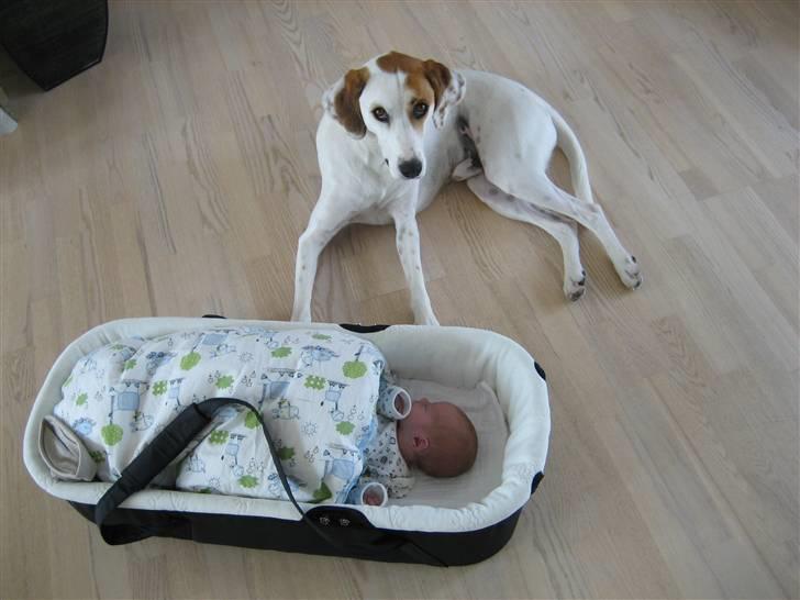 Blanding af racer Bimle - Da vi kommer hjem fra sygehuset og viser den nye "lillebror" frem.. Bimle er en stolt "storebror" billede 11