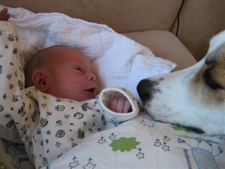 Blanding af racer Bimle - Bimle er helt fantastisk rolig.. billede 12