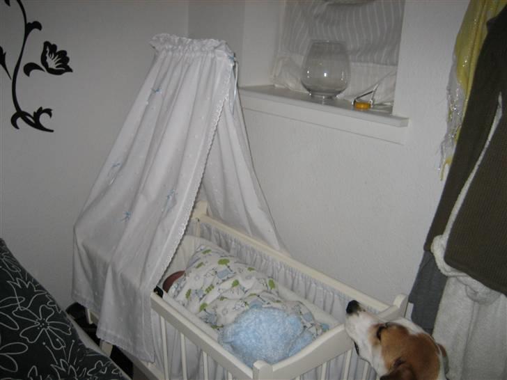 Blanding af racer Bimle - Mor..-lillebror har tabt sin sut.. hehe billede 13