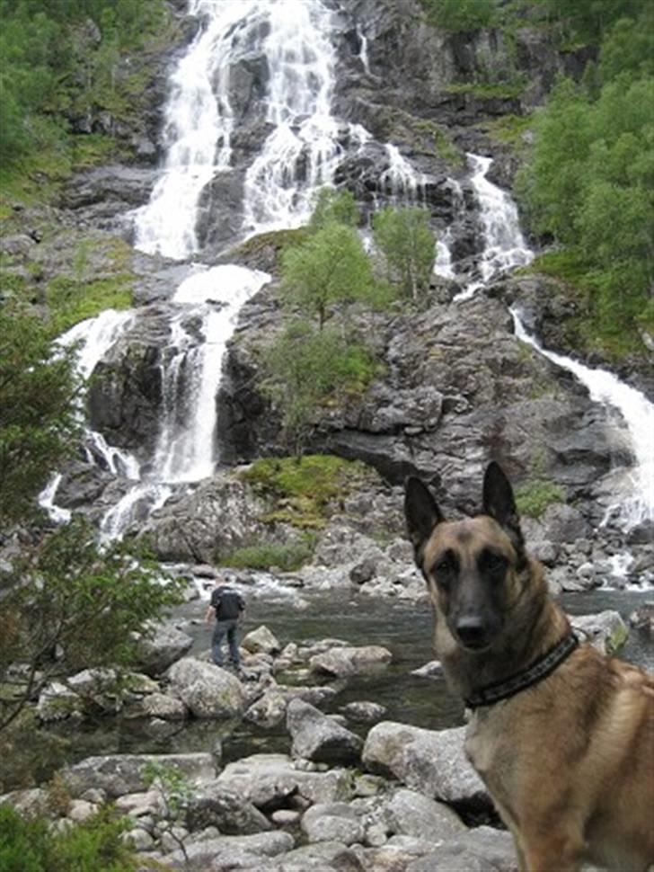 Malinois Isell's Xiff billede 11