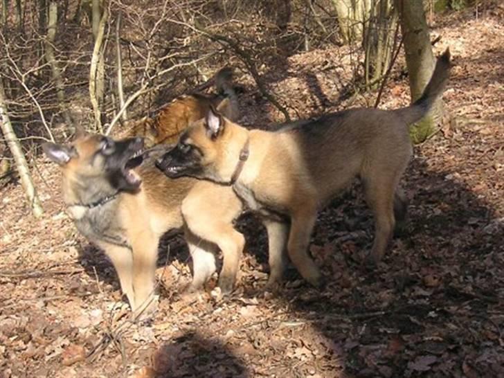 Malinois Isell's Xiff - Xiff og hendes søster Xibelle..  billede 12