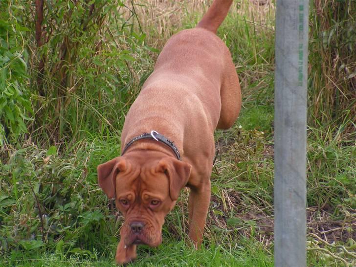 Dogue de bordeaux Bordeaux billede 11
