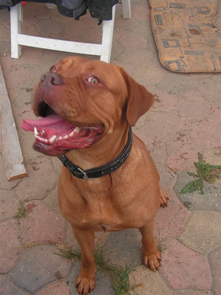 Dogue de bordeaux Bordeaux billede 12