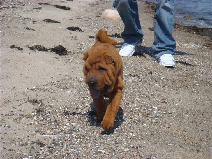 Shar pei Betty - Det er nu spændende at være på stranden billede 4