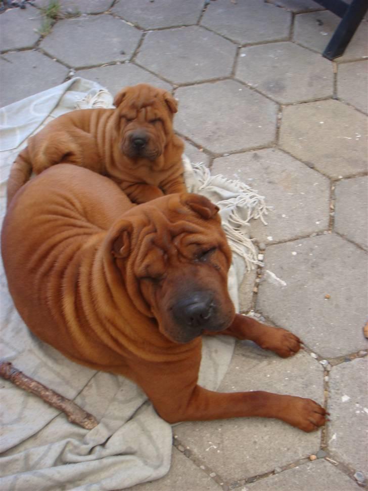Shar pei Betty - Hygger lige med min storesøster Alma billede 5