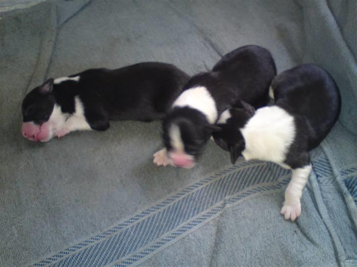 Border collie Silja  - Silja´s små bebser billede 6