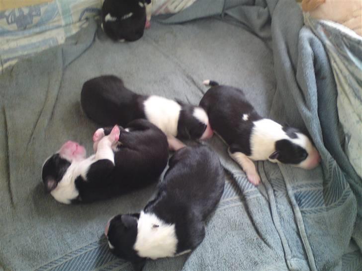 Border collie Silja  - Her er Silja´s små kun 1 dag gamle hvalpe billede 7