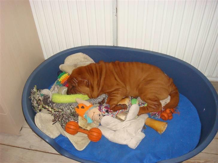 Shar pei Betty - lækkert legetøj, dog ingen hindring hvis man er blevet træt :))) billede 6