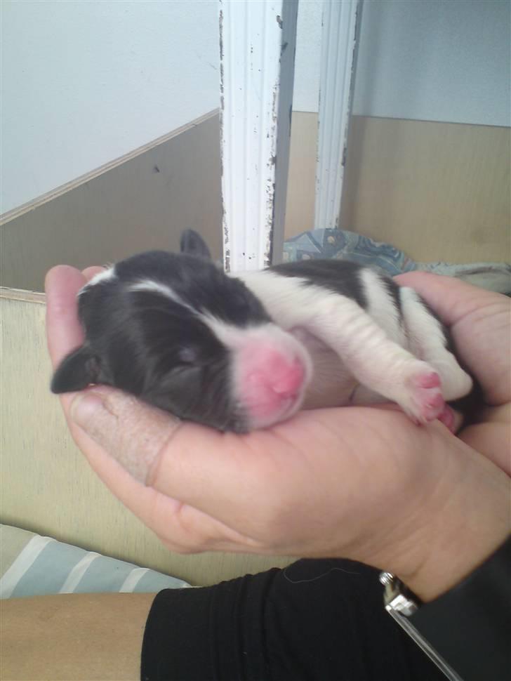 Border collie Silja  - Er jeg ikke bare så søøøød billede 8