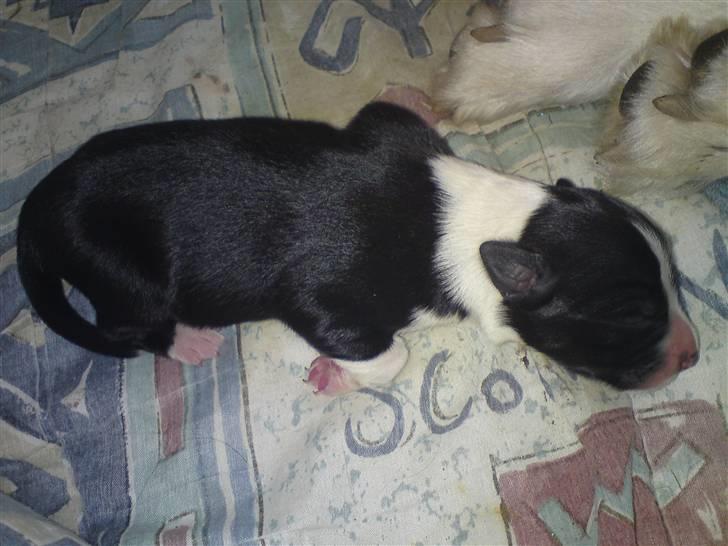 Border collie Silja  - Puhhh det er godt nok hårdt at komme ud i verden - ta´r mig lige en lille lur billede 9