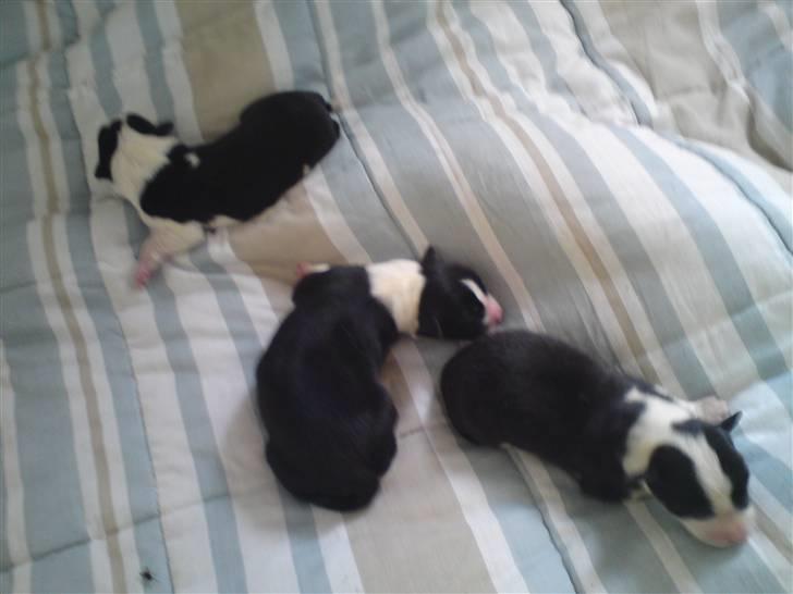 Border collie Silja  - 3 dejlige damer ;-) billede 10