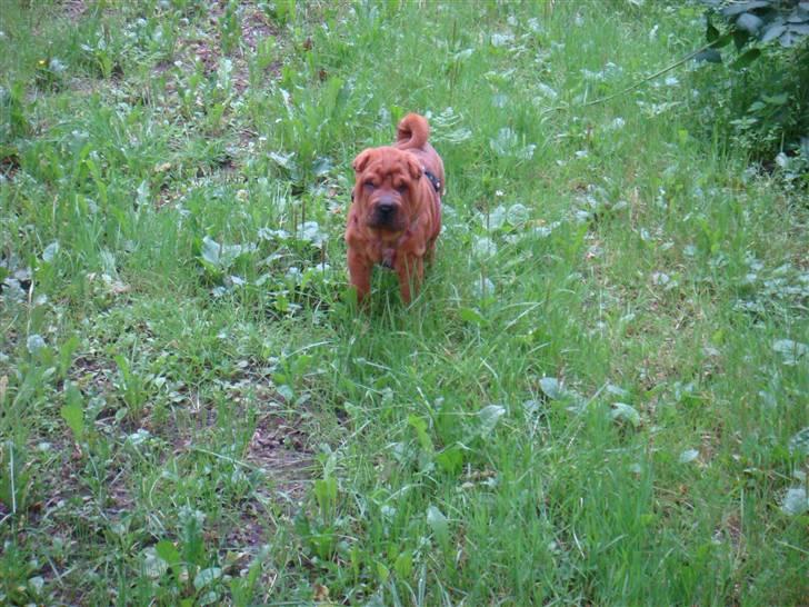 Shar pei Betty - hygge i skoven, jeg er ellers ret god til at løbe væk, men her fik de mig :) billede 7