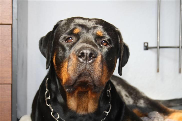 Rottweiler Freja - ligger lige og nyder udsigten fra hendes "kurv" billede 1