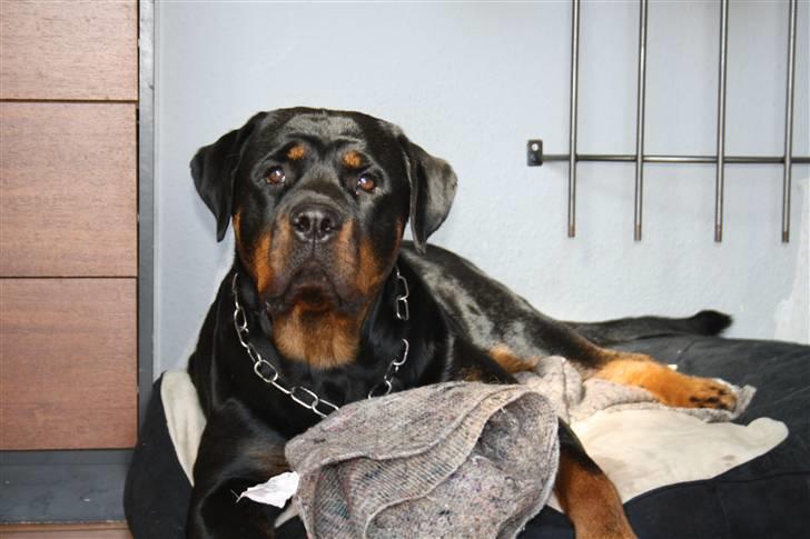 Rottweiler Freja - Tør du tage mit tæppe, gør du..? billede 2