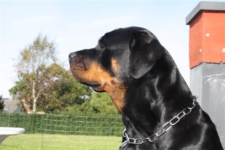 Rottweiler Freja billede 3
