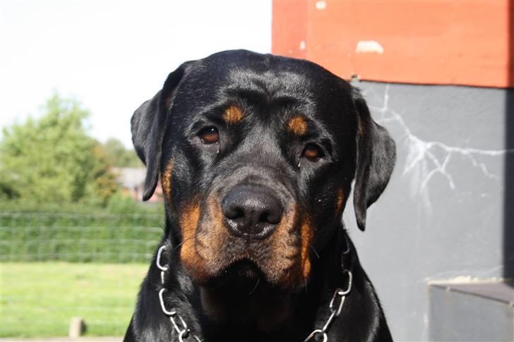 Rottweiler Freja billede 4