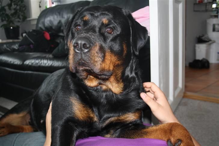 Rottweiler Freja - lige fanget far, flytter mig kun hvis jeg får en portion mad mere.. billede 5
