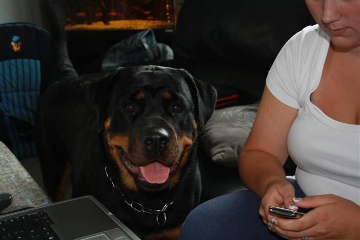 Rottweiler Freja - skal lige sikre mig at jeg ikk går glip af noget.. billede 6