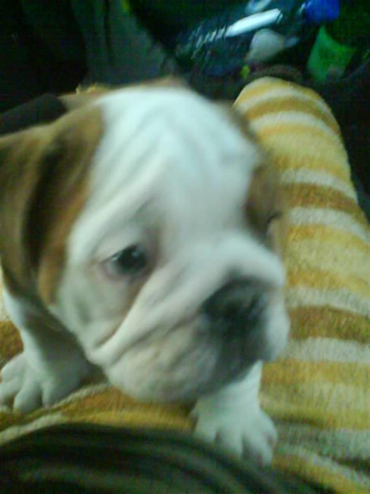 Engelsk bulldog Labor of love Kinibox billede 15