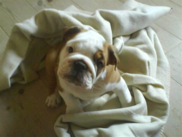 Engelsk bulldog Labor of love Kinibox billede 16