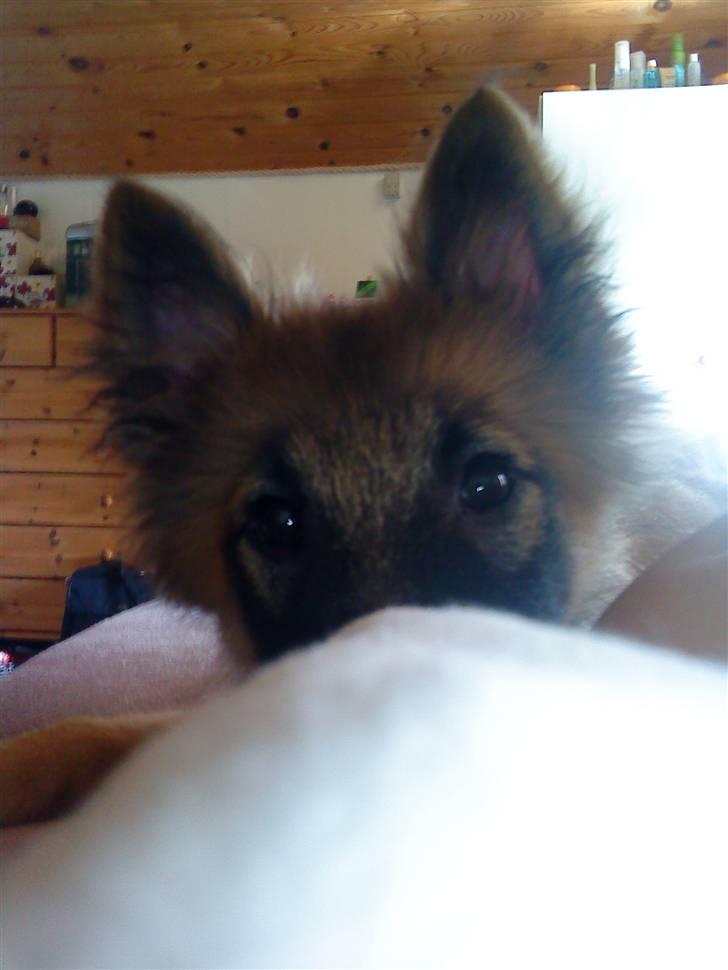Blanding af racer Laika - Gemmelig med Laika! :) billede 2