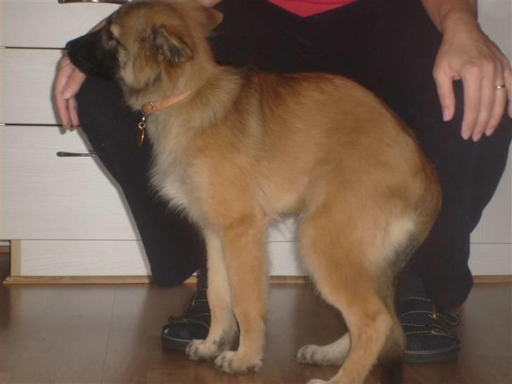 Blanding af racer Laika - Laika sammen med mor :) billede 9