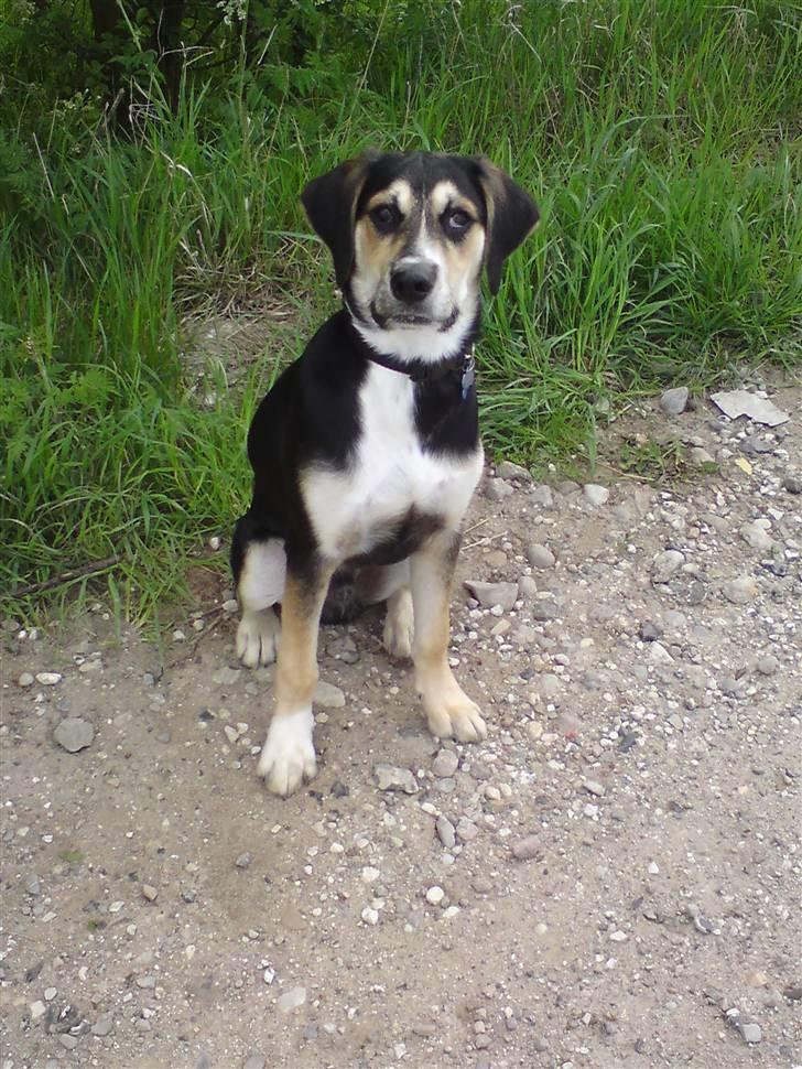 Blanding af racer Zhigo billede 7