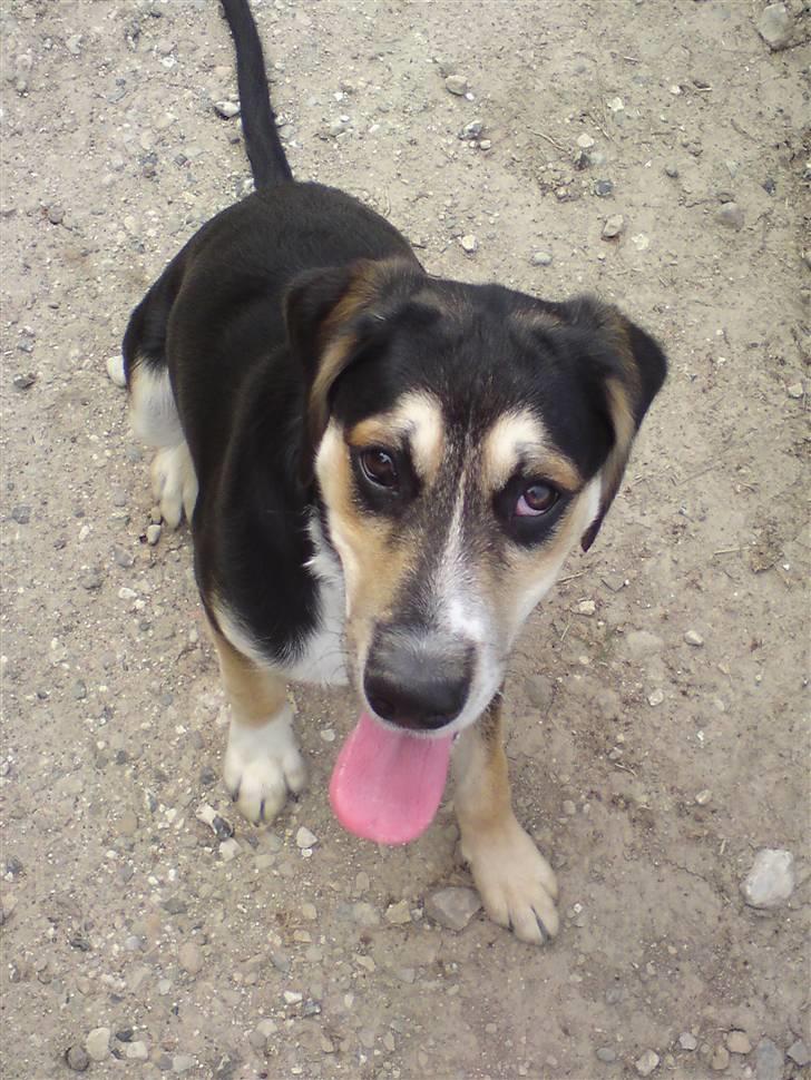 Blanding af racer Zhigo billede 8