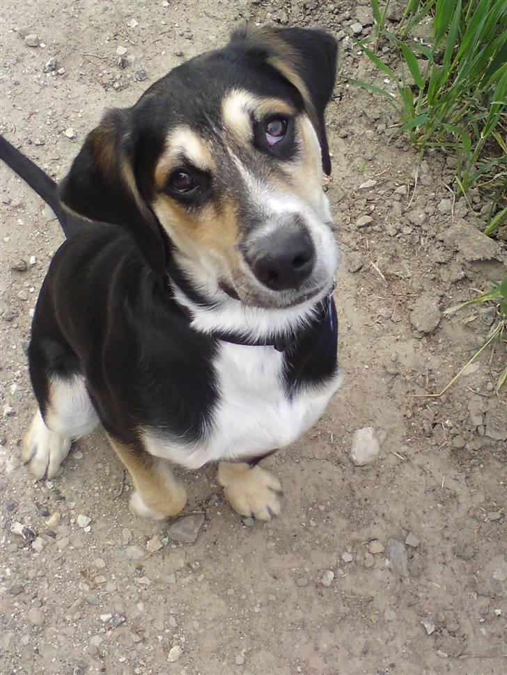 Blanding af racer Zhigo billede 9