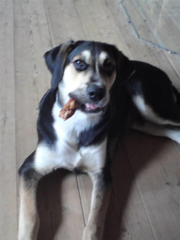 Blanding af racer Zhigo billede 10