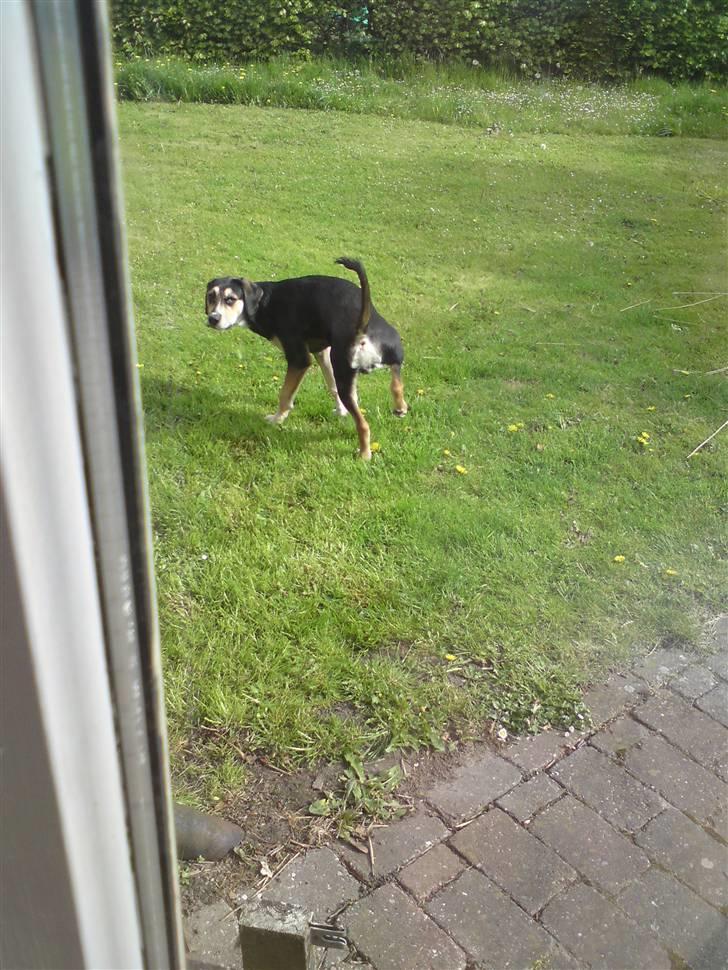 Blanding af racer Zhigo billede 11